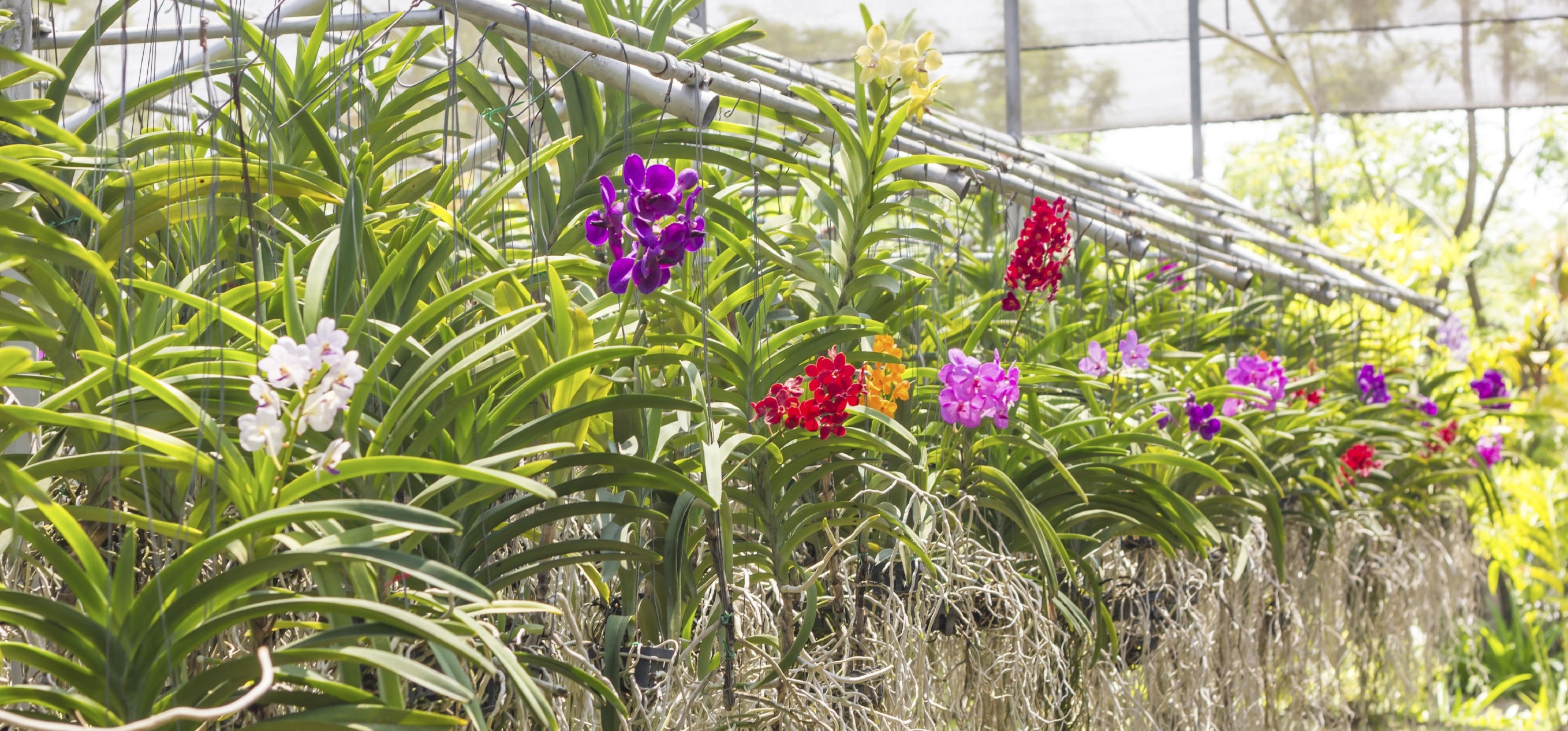 Orchid show this weekend