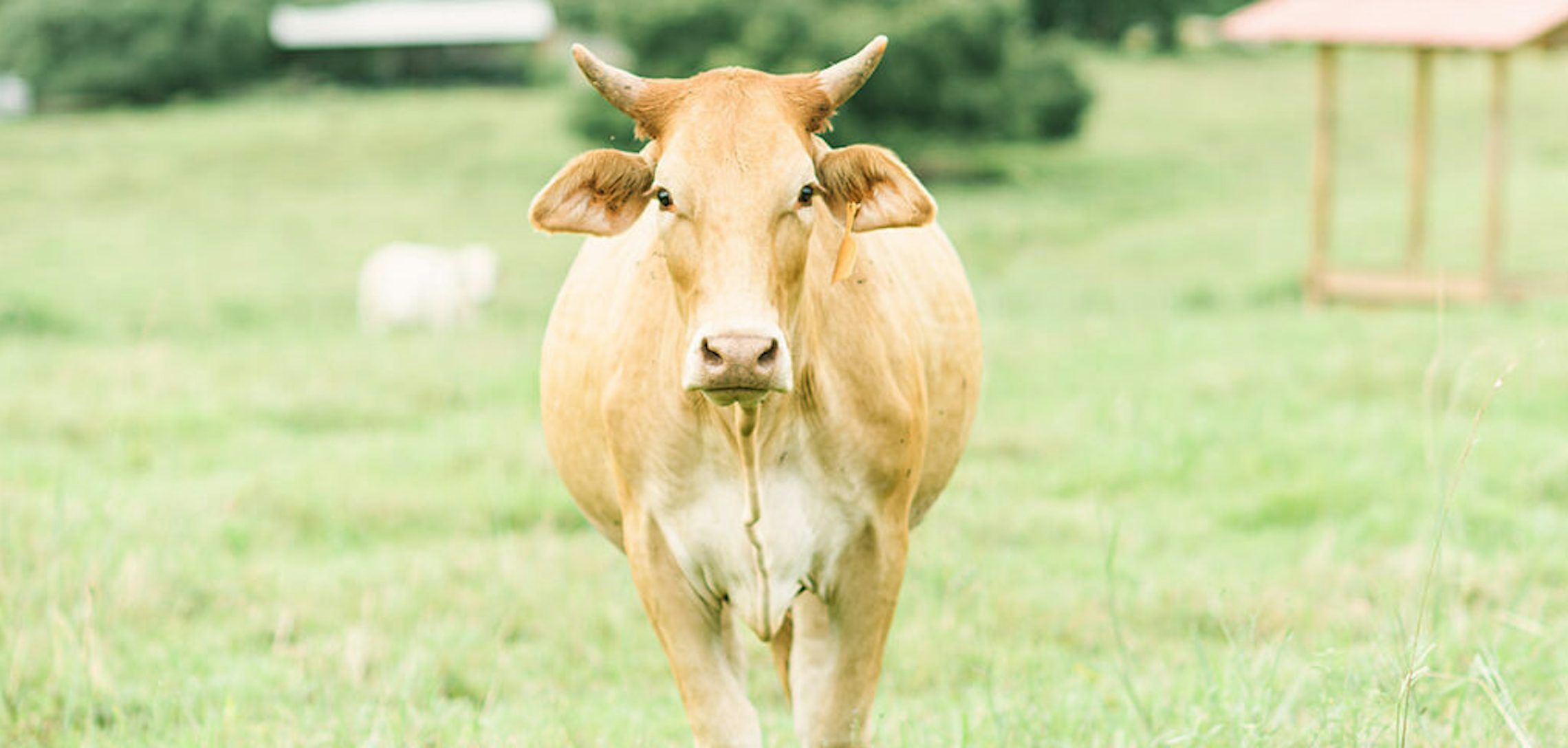 The Simple Life Farm Fluencers Are Romanticizing Rural Life One Instagram Post At A Time The Simple Life Farm Fluencers Are Romanticizing Rural Life One Instagram Post At A Time